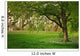 Sunlight Green Forest Springtime Wall Decal
