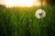 Dandelion Green Grass Spring Wall Decal