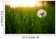 Dandelion Green Grass Spring Wall Decal