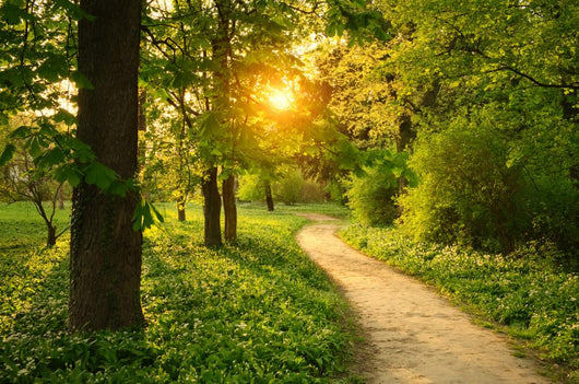 Path Park Wall Decal