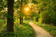 Path Park Wall Decal
