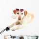 Cute Dog with Sunglasses Wall Decal