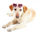 Cute Dog with Sunglasses Wall Decal