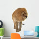Male Lion Wall Decal