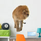 Male Lion Wall Decal
