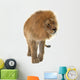Male Lion Wall Decal