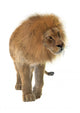 Male Lion Wall Decal