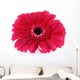 Beautiful Bright Gerbera White Wall Decal