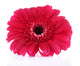 Beautiful Bright Gerbera White Wall Decal