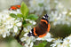Schmetterling 134 Wall Decal