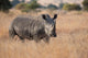 Lone rhino standing on open area looking for safety from poacher Wall Mural