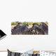 Zebra Herd Color Photo Wall Decal Panoramic Wall Decal