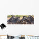 Zebra Herd Color Photo Wall Decal Panoramic Wall Decal