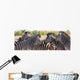 Zebra Herd Color Photo Wall Decal Panoramic Wall Decal
