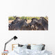 Zebra Herd Color Photo Wall Decal Panoramic Wall Decal