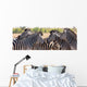 Zebra Herd Color Photo Wall Decal Panoramic Wall Decal