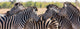 Zebra Herd Color Photo Wall Decal Panoramic Wall Decal