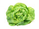 Lettuce Wall Decal