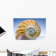 Nautilus Wall Decal