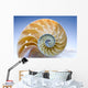 Nautilus Wall Decal