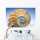 Nautilus Wall Decal