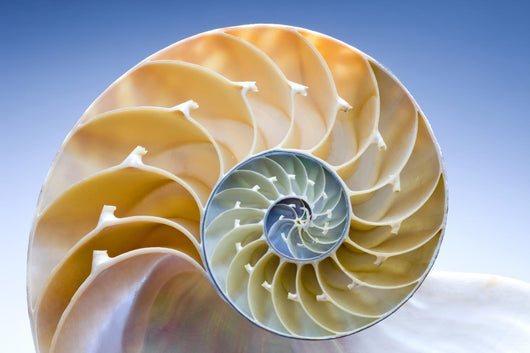 Nautilus Wall Decal