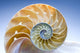 Nautilus Wall Decal