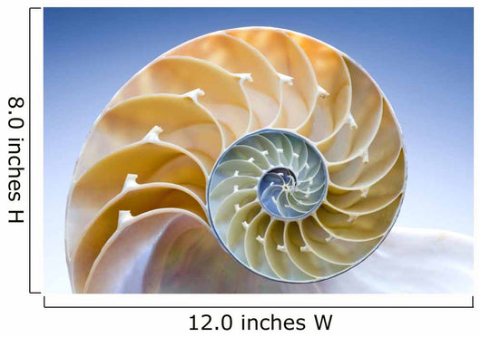 Nautilus Wall Decal