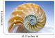 Nautilus Wall Decal