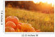 Pumpkins Outdoor Wall Decal
