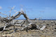 Washington Park Bonaire Wall Decal