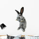 Gray Rabbit Wall Decal
