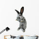 Gray Rabbit Wall Decal