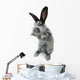 Gray Rabbit Wall Decal