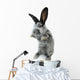 Gray Rabbit Wall Decal