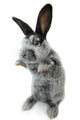 Gray Rabbit Wall Decal