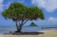 Chinaman's Hat Wall Decal