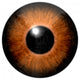 Detail Eye with Brown Wall Decal