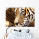 Tete Tigre Wall Decal