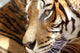 Tete Tigre Wall Decal