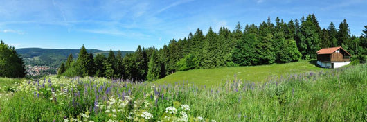Panoramafoto Th Ringer Wald Wall Decal Panoramic Wall Decal