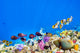Underwater world with corals and tropical fish. Wall Mural