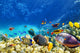 Underwater world with corals and tropical fish. Wall Mural