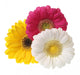 Gerbera Flowers White Wall Decal