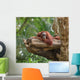 Adult Orangutan Resting Tree Wall Decal