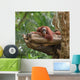 Adult Orangutan Resting Tree Wall Decal