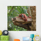 Adult Orangutan Resting Tree Wall Decal