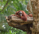 Adult Orangutan Resting Tree Wall Decal