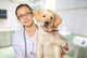 Veterinarian. Vet using technology with a little dog - isolated Wall Mural