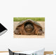 Snapping Turtle Shell Wall Decal